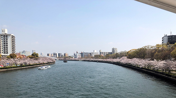 天満橋の桜　絶景