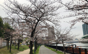淀川沿いの桜