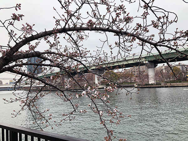 淀川の桜