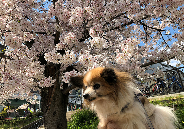 桜とパピヨン