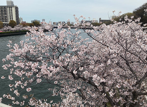天満橋の桜