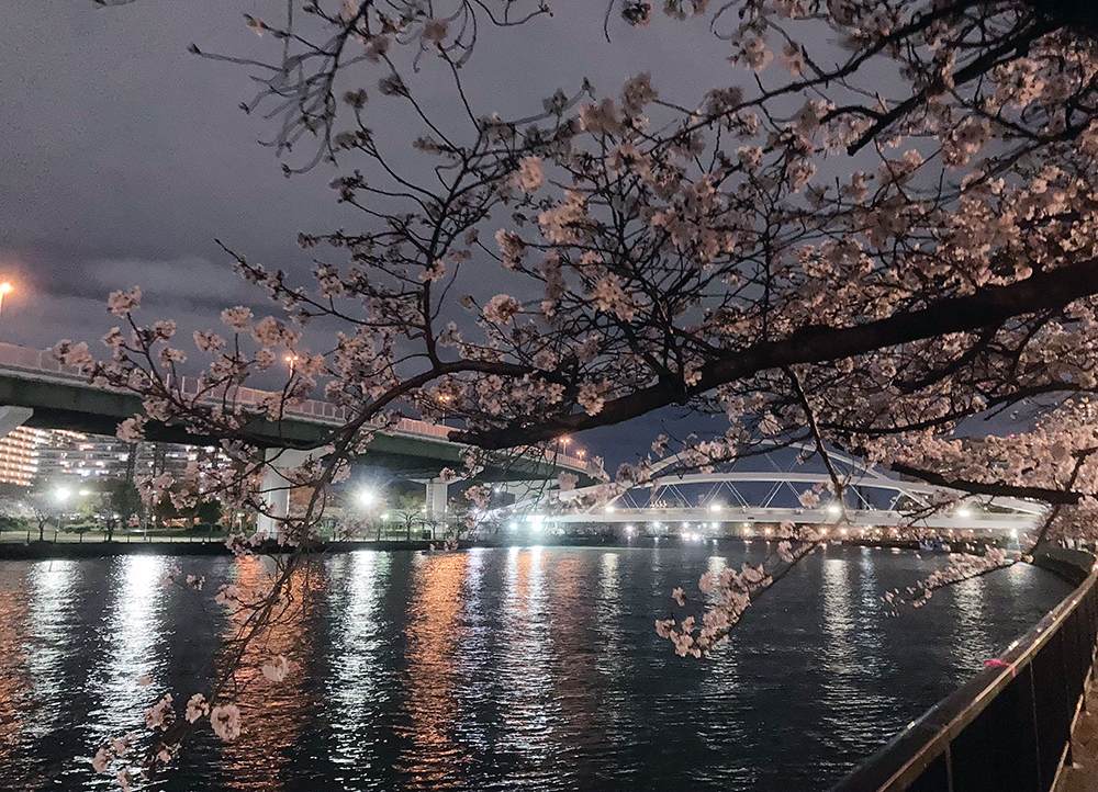 大川の桜 